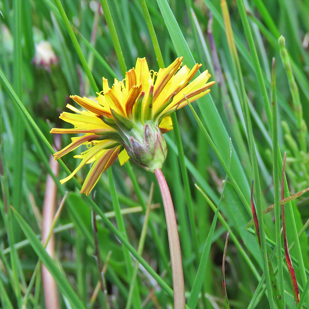 Schröters Löwenzahn / Taraxacum schroeterianum