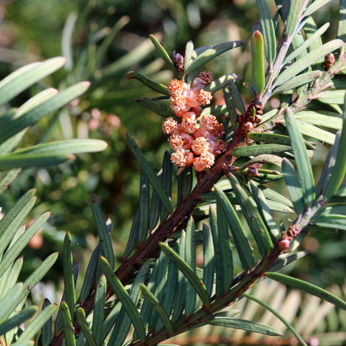 Eibe / Taxus baccata