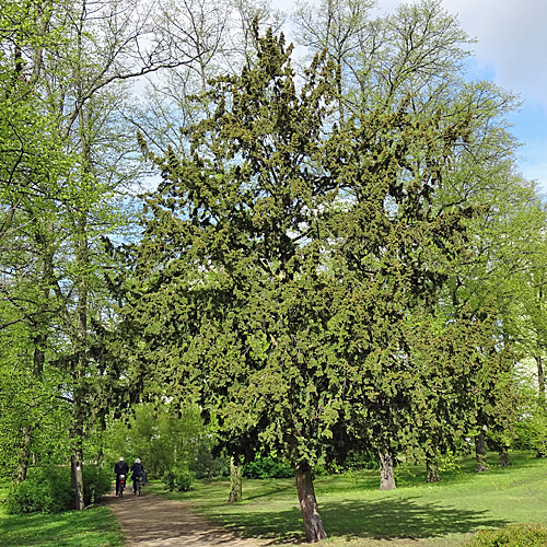 Eibe / Taxus baccata