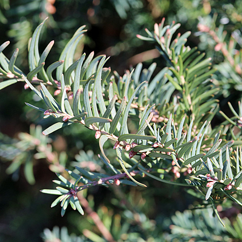 Eibe / Taxus baccata