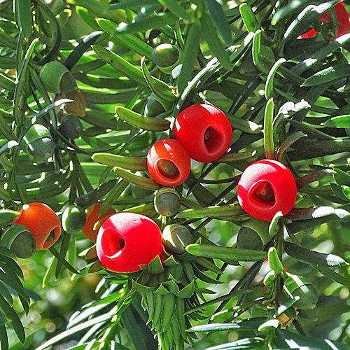 Eibe / Taxus baccata