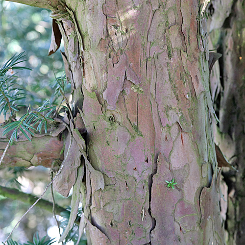 Eibe / Taxus baccata