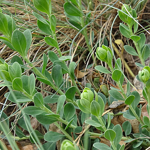 Zierspark / Telephium imperati