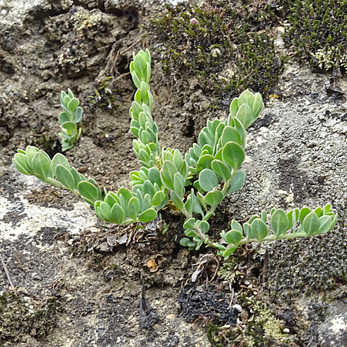 Zierspark / Telephium imperati