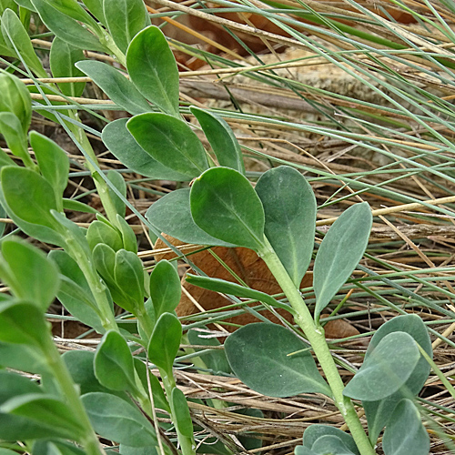 Zierspark / Telephium imperati