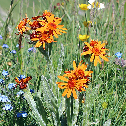 Orangerotes Greiskraut / Tephroseris capitata