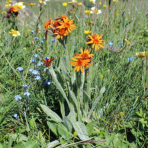 Orangerotes Greiskraut / Tephroseris capitata