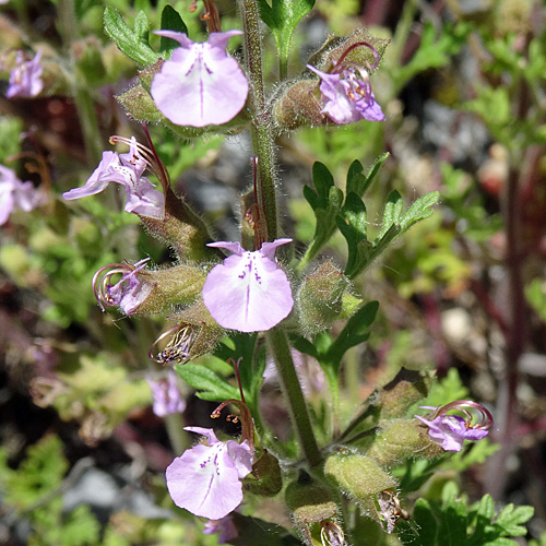 Trauben-Gamander / Teucrium botrys