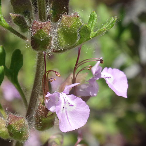 Trauben-Gamander / Teucrium botrys