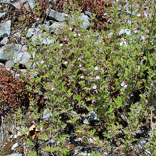 Trauben-Gamander / Teucrium botrys