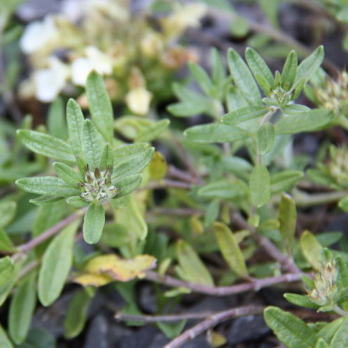 Berg-Gamander / Teucrium montanum