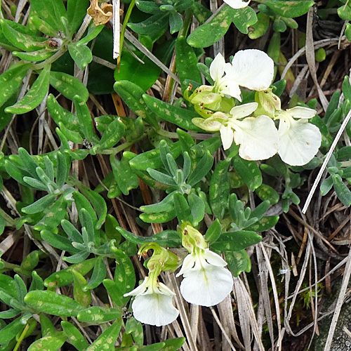 Berg-Gamander / Teucrium montanum