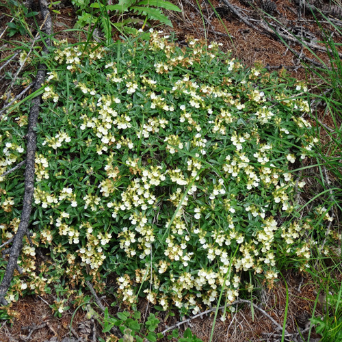 Berg-Gamander / Teucrium montanum