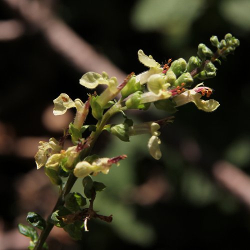 Salbeiblättriger Gamander / Teucrium scorodonia