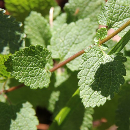 Salbeiblättriger Gamander / Teucrium scorodonia