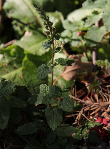 Salbeiblättriger Gamander / Teucrium scorodonia