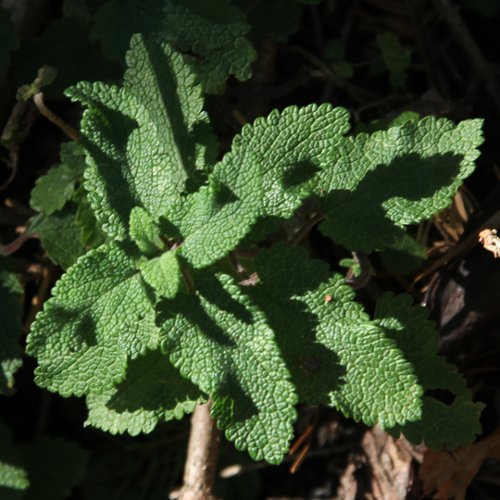 Salbeiblättriger Gamander / Teucrium scorodonia