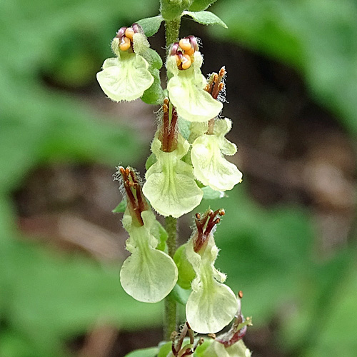 Salbeiblättriger Gamander / Teucrium scorodonia