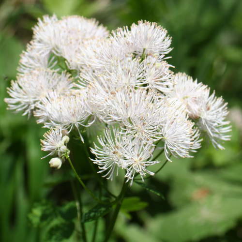 Akeleiblättrige Wiesenraute / Thalictrum aquilegiifolium