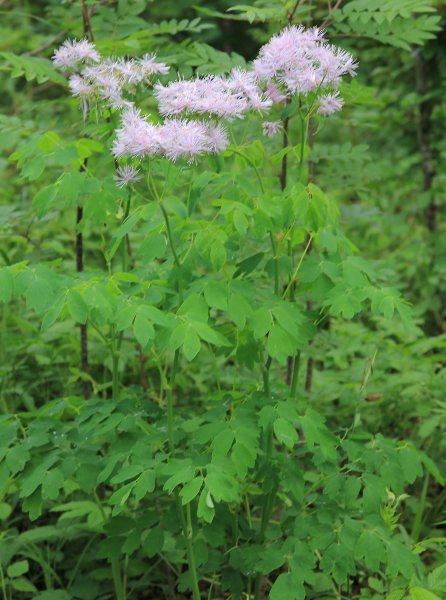 Akeleiblättrige Wiesenraute / Thalictrum aquilegiifolium