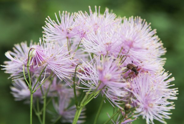 Akeleiblättrige Wiesenraute / Thalictrum aquilegiifolium