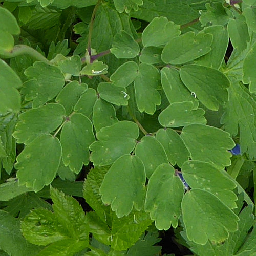 Akeleiblättrige Wiesenraute / Thalictrum aquilegiifolium