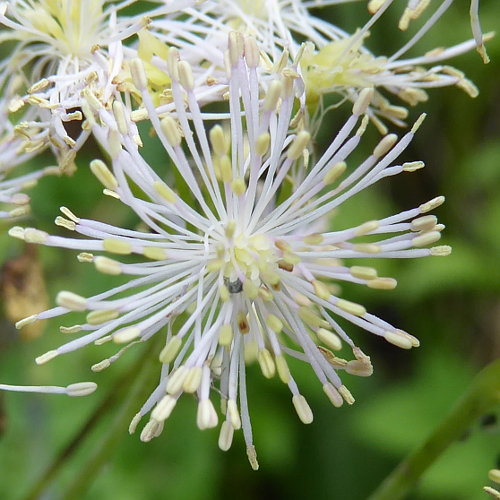 Akeleiblättrige Wiesenraute / Thalictrum aquilegiifolium