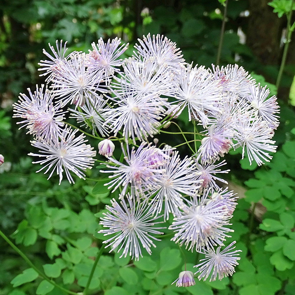 Akeleiblättrige Wiesenraute / Thalictrum aquilegiifolium
