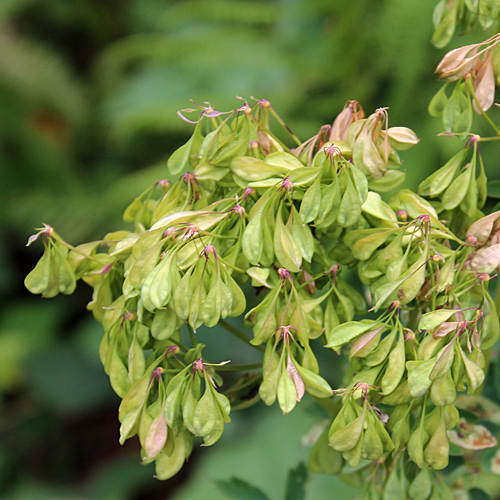 Akeleiblättrige Wiesenraute / Thalictrum aquilegiifolium