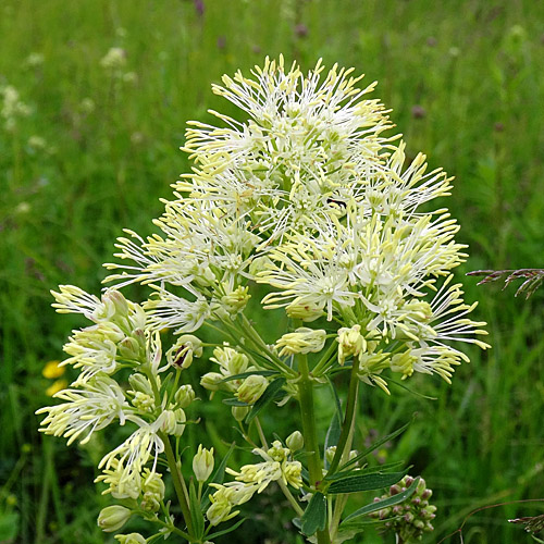 Gelbe Wiesenraute / Thalictrum flavum