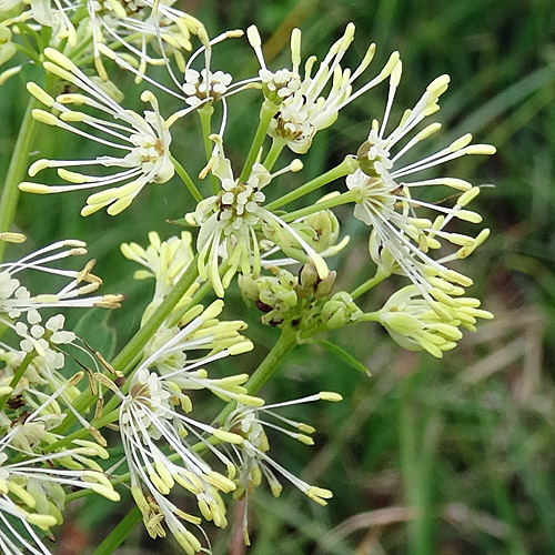 Gelbe Wiesenraute / Thalictrum flavum