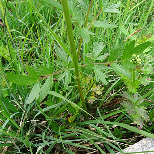 Gelbe Wiesenraute / Thalictrum flavum