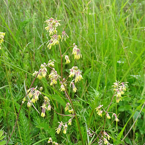 Kleine Wiesenraute / Thalictrum minus