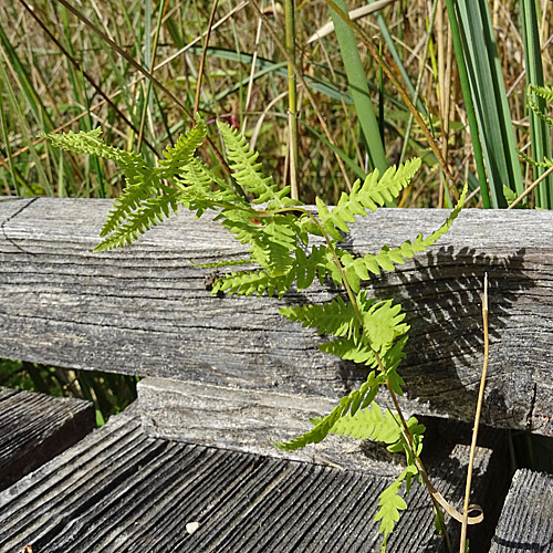 Sumpffarn / Thelypteris palustris