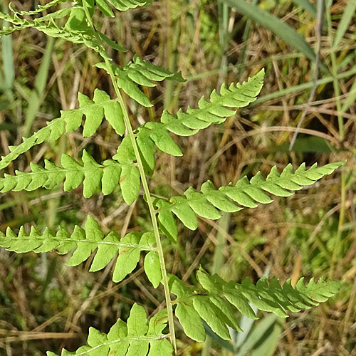 Sumpffarn / Thelypteris palustris