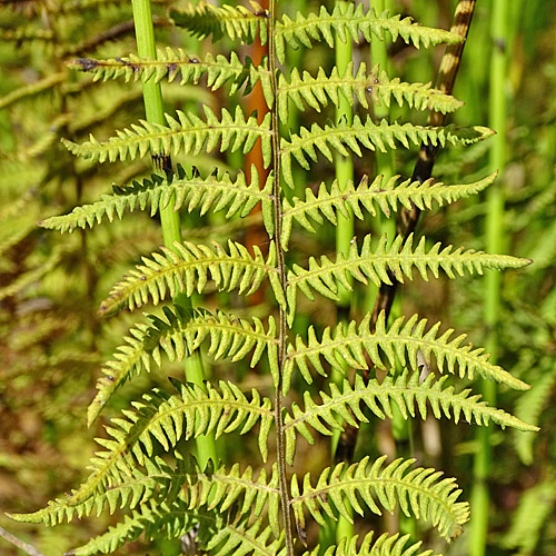 Sumpffarn / Thelypteris palustris