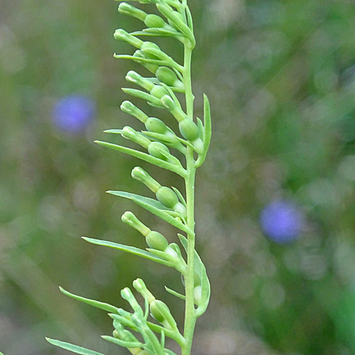 Alpen-Bergflachs / Thesium alpinum