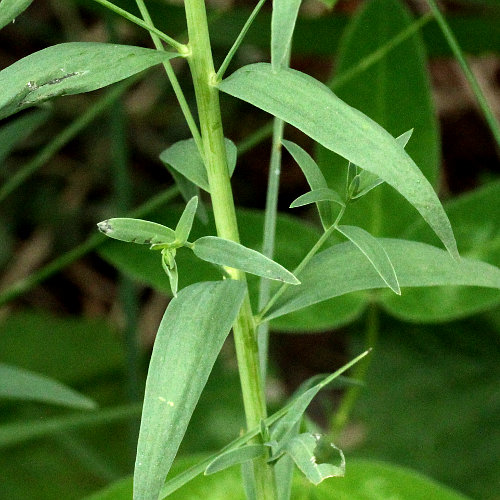 Bayrischer Bergflachs / Thesium bavarum