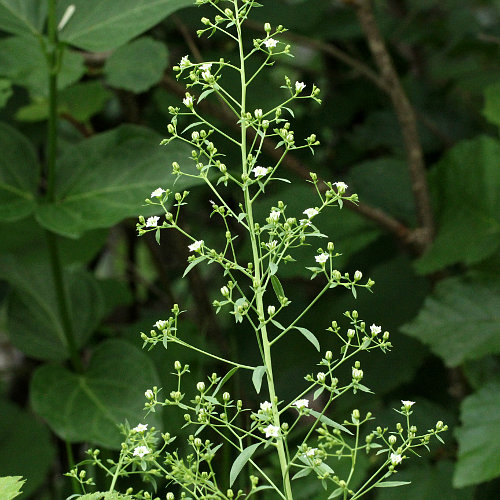 Bayrischer Bergflachs / Thesium bavarum