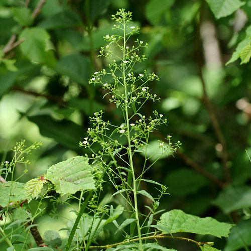 Bayrischer Bergflachs / Thesium bavarum