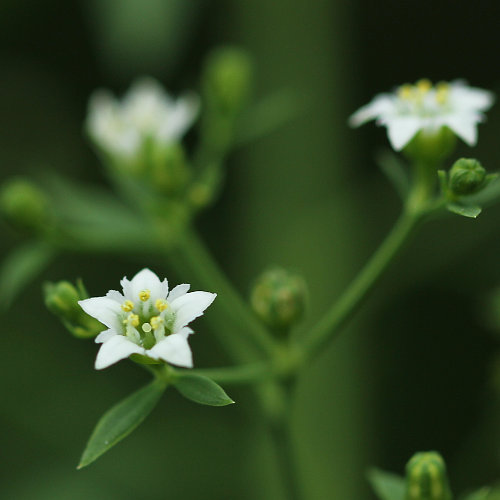 Bayrischer Bergflachs / Thesium bavarum