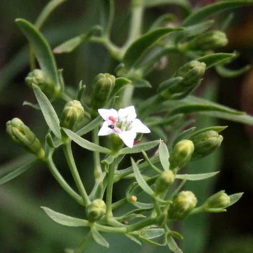 Pyrenäen-Bergflachs / Thesium pyrenaicum