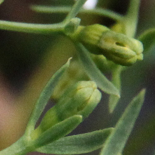 Pyrenäen-Bergflachs / Thesium pyrenaicum