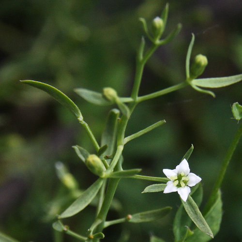 Pyrenäen-Bergflachs / Thesium pyrenaicum