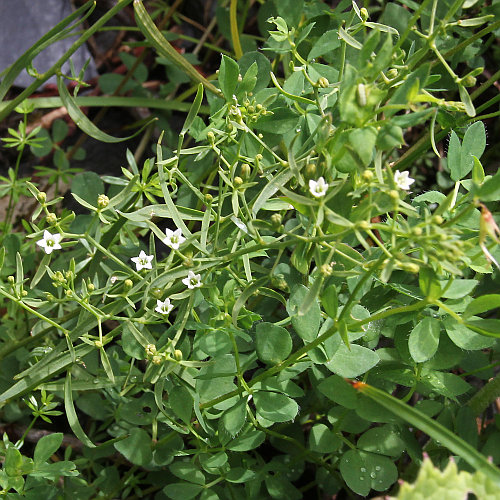 Pyrenäen-Bergflachs / Thesium pyrenaicum