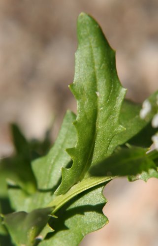 Acker-Täschelkraut / Thlaspi arvense