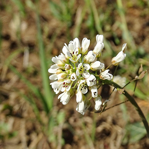 Bläuliches Voralpen-Täschelkraut / Thlaspi caerulescens