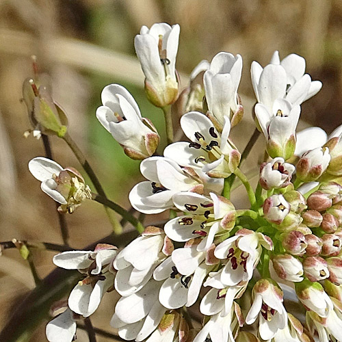 Bläuliches Voralpen-Täschelkraut / Thlaspi caerulescens