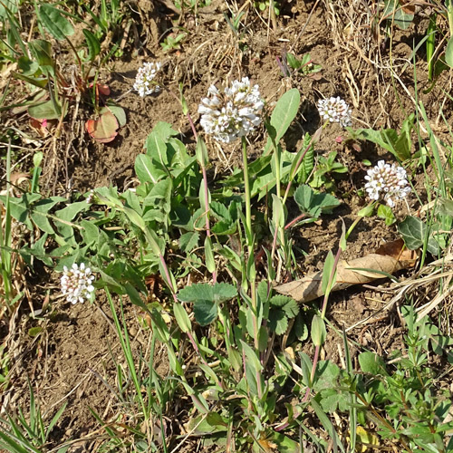 Bläuliches Voralpen-Täschelkraut / Thlaspi caerulescens