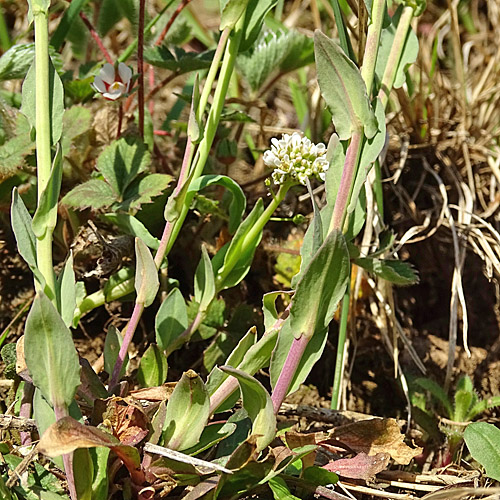 Bläuliches Voralpen-Täschelkraut / Thlaspi caerulescens